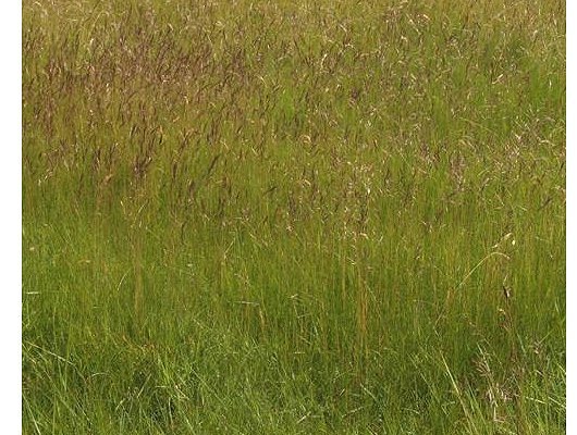 Festuca rubra L.